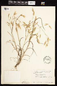 Bromus japonicus image