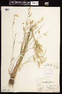 Bromus japonicus image