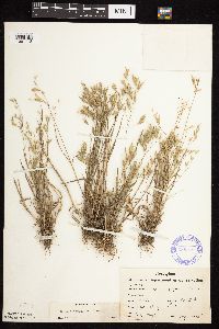 Bromus japonicus image