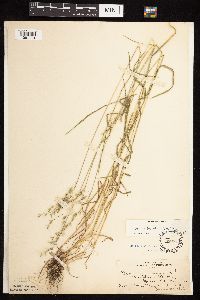 Bromus japonicus image