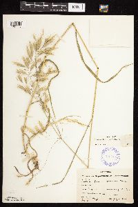 Bromus japonicus image