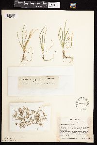 Bromus japonicus image