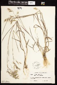 Bromus japonicus image