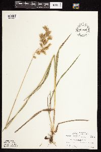 Bromus kalmii image