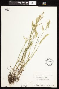 Bromus japonicus image