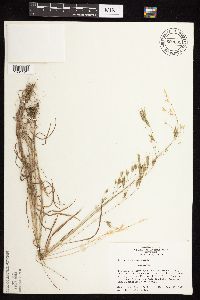 Bromus japonicus image