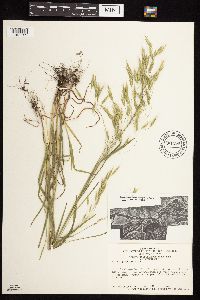 Bromus japonicus image