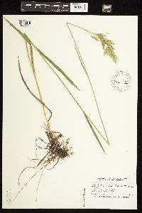 Bromus kalmii image