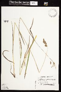 Bromus kalmii image
