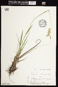 Bromus kalmii image