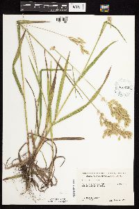 Bromus kalmii image
