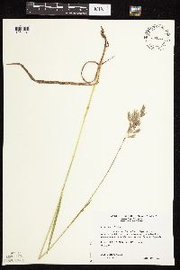 Bromus kalmii image