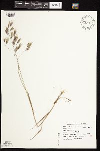 Bromus japonicus image