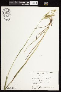 Bromus kalmii image