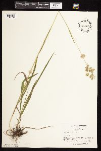 Bromus kalmii image