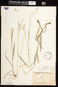 Bromus kalmii image