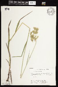 Bromus kalmii image