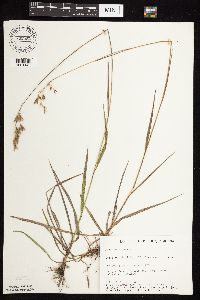 Bromus kalmii image