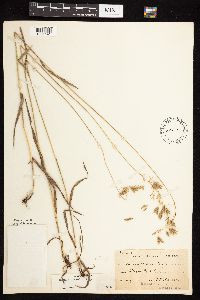 Bromus kalmii image