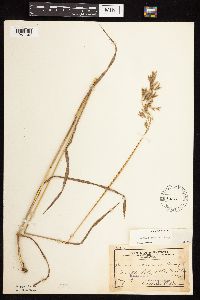 Bromus kalmii image