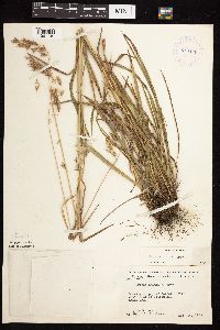 Bromus kalmii image