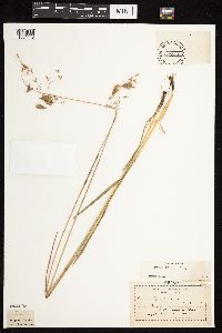 Bromus kalmii image