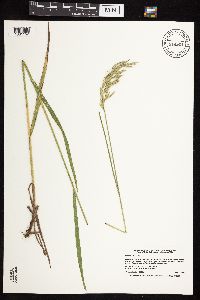 Bromus kalmii image