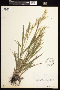 Bromus kalmii image
