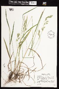 Bromus kalmii image
