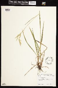 Bromus kalmii image