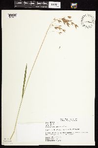 Bromus kalmii image