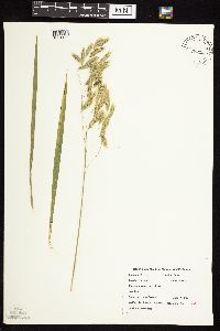 Media resource of Bromus kalmii