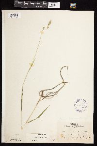 Bromus kalmii image