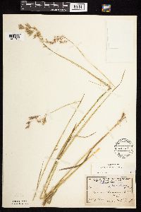 Bromus kalmii image