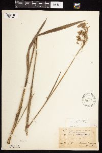 Bromus kalmii image