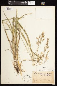 Bromus kalmii image