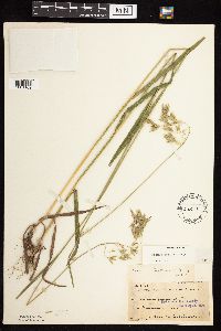 Bromus kalmii image