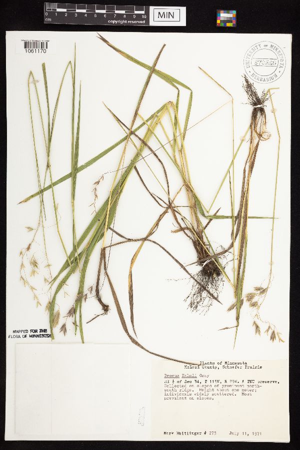 Bromus kalmii image