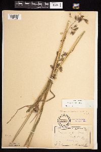 Bromus kalmii image
