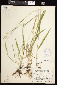 Bromus kalmii image