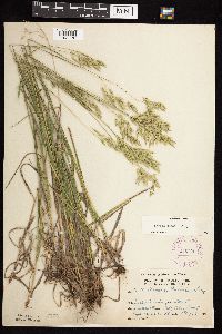 Bromus kalmii image