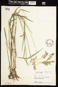 Bromus kalmii image