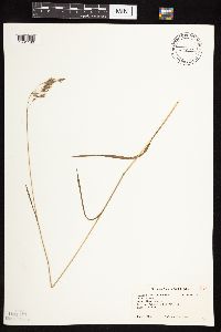 Bromus kalmii image