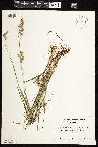 Bromus kalmii image