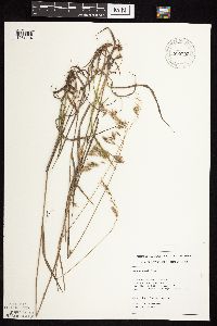 Bromus kalmii image
