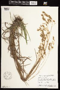 Bromus kalmii image