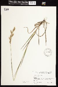 Bromus kalmii image