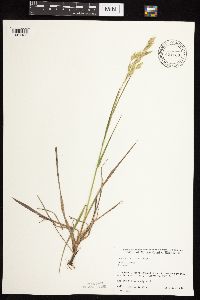 Bromus kalmii image