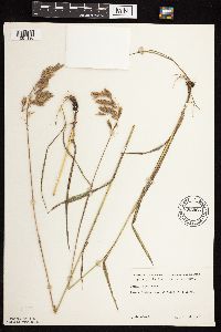 Bromus kalmii image