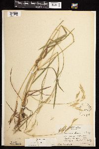 Bromus kalmii image